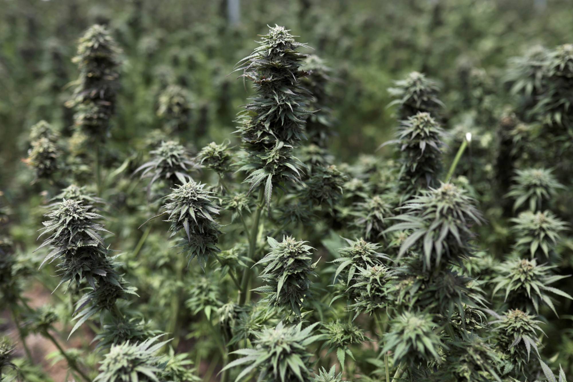 online dispensary canada